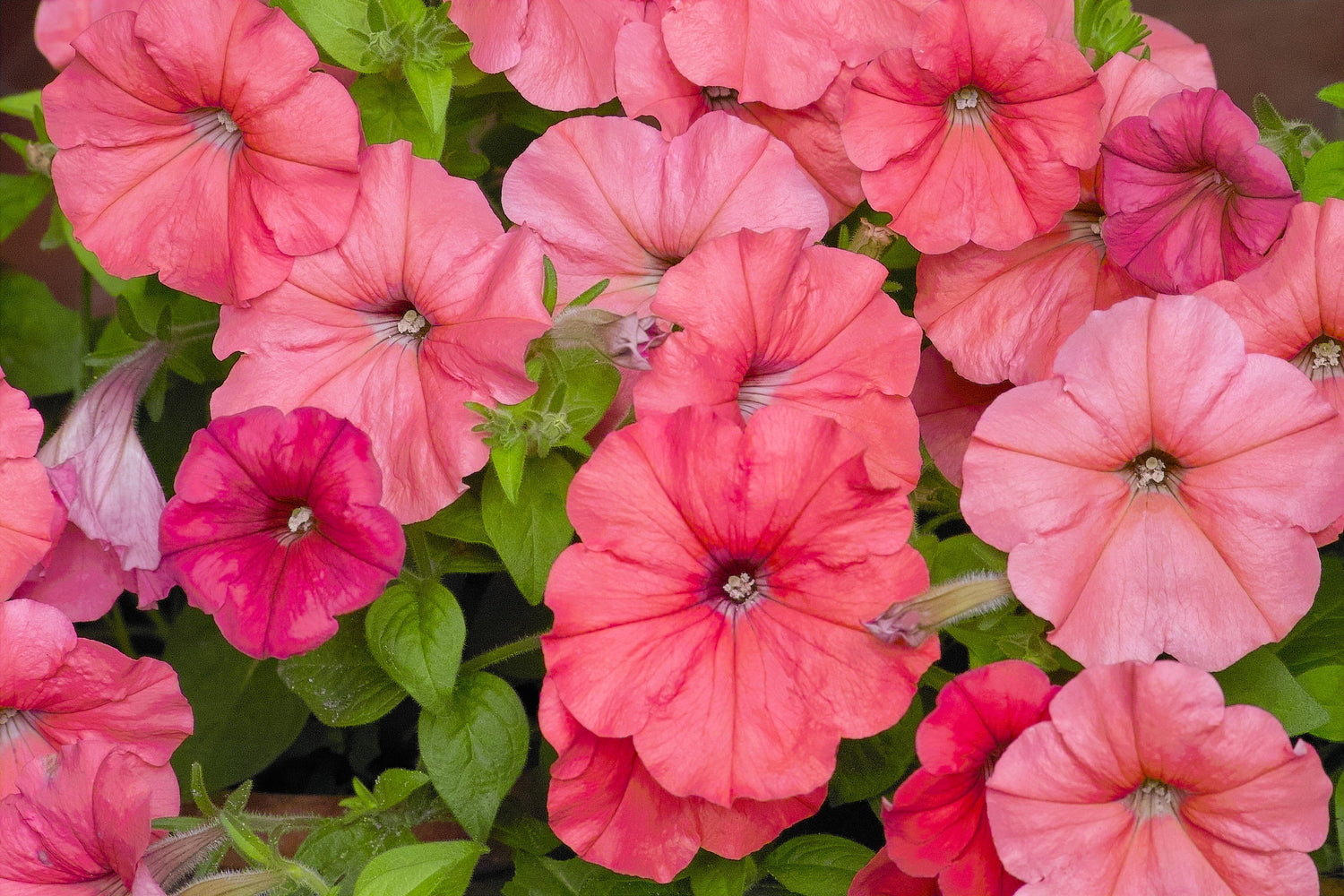 25 semillas de flores de PETUNIA SALMÓN Grandiflora