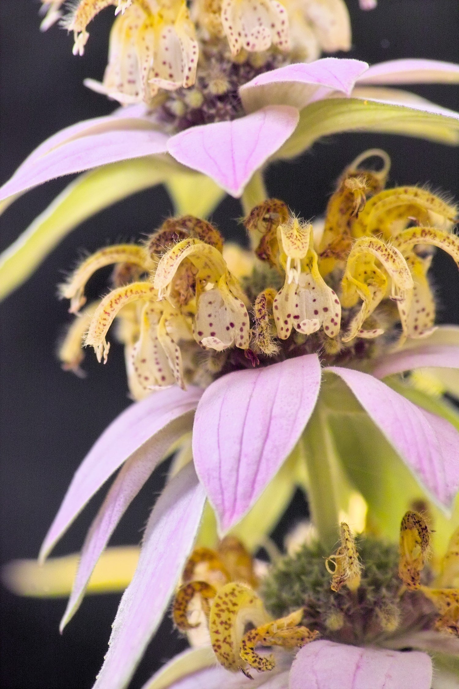 100 semillas de melisa punctata, flor de Monarda punctata, hierba de caballo, menta punteada