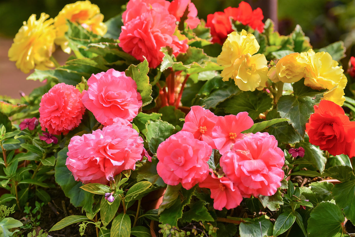 10 semillas de flores de begonia tuberosa doble mixta, color rojo, rosa, blanco, amarillo y naranja.