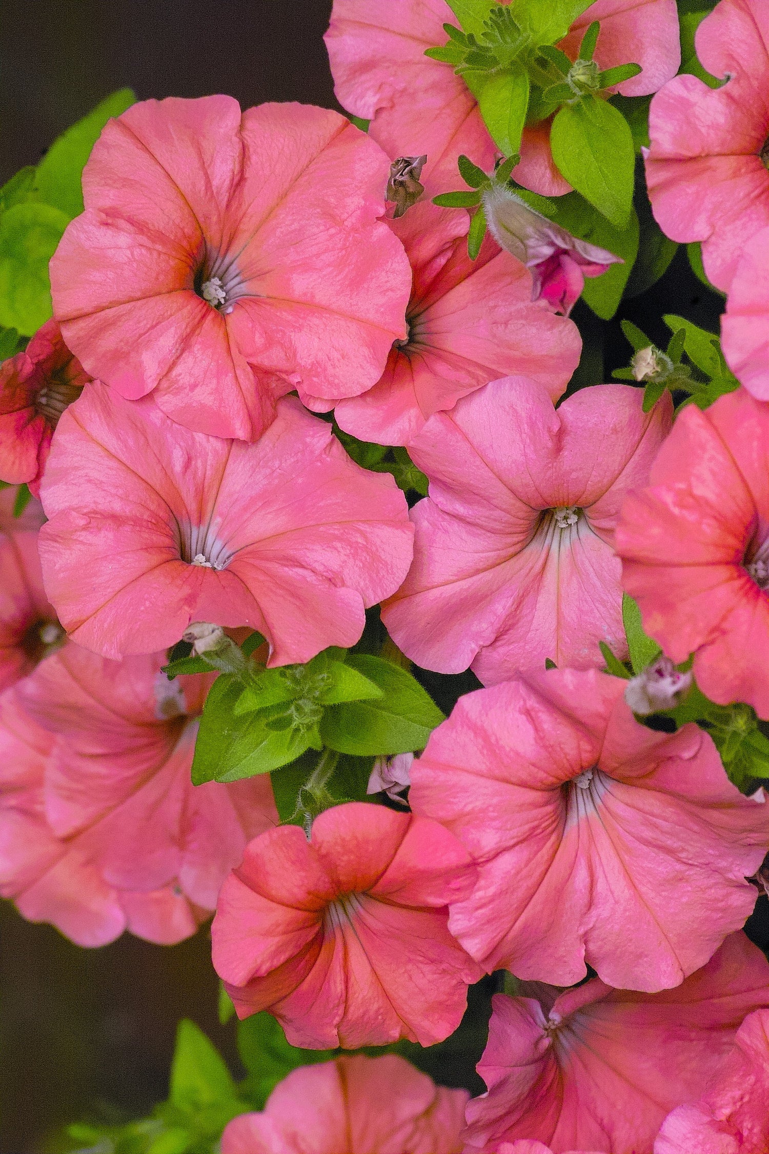 25 semillas de flores de PETUNIA SALMÓN Grandiflora
