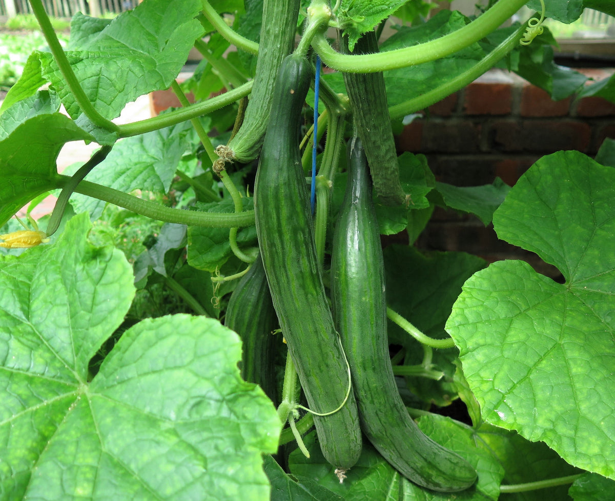 30 semillas de pepino inglés Cucumis sativus, fruta vegetal sin eructos