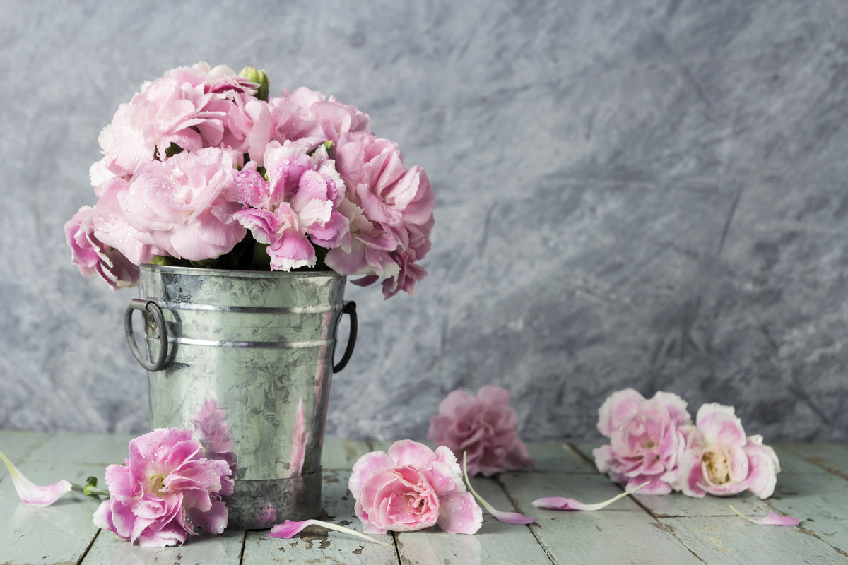 50 semillas de clavel rosa de La France Dianthus Caryophyllus Chabaud