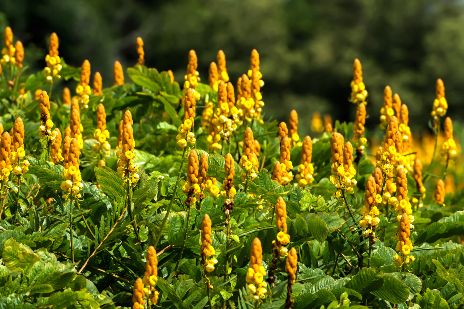 35 ARBUSTO DE VELA Cassia Alata Senna Candelero del Emperador Candelero Emperatriz Candelabro Arbusto de Tiña Dorada Semillas de Flores de Color Amarillo Naranja