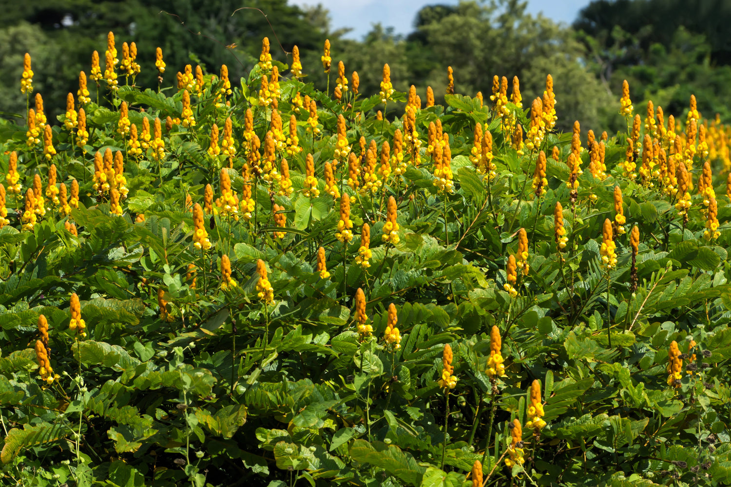 35 ARBUSTO DE VELA Cassia Alata Senna Candelero del Emperador Candelero Emperatriz Candelabro Arbusto de Tiña Dorada Semillas de Flores de Color Amarillo Naranja