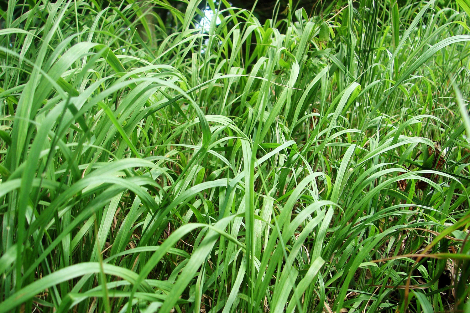 300 semillas ornamentales de pasto azul grande Andropogon gerardii