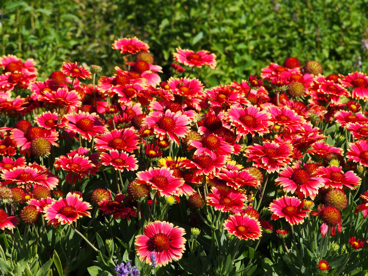 50 semillas de flor de manta india roja GAILLARDIA BORGOÑA