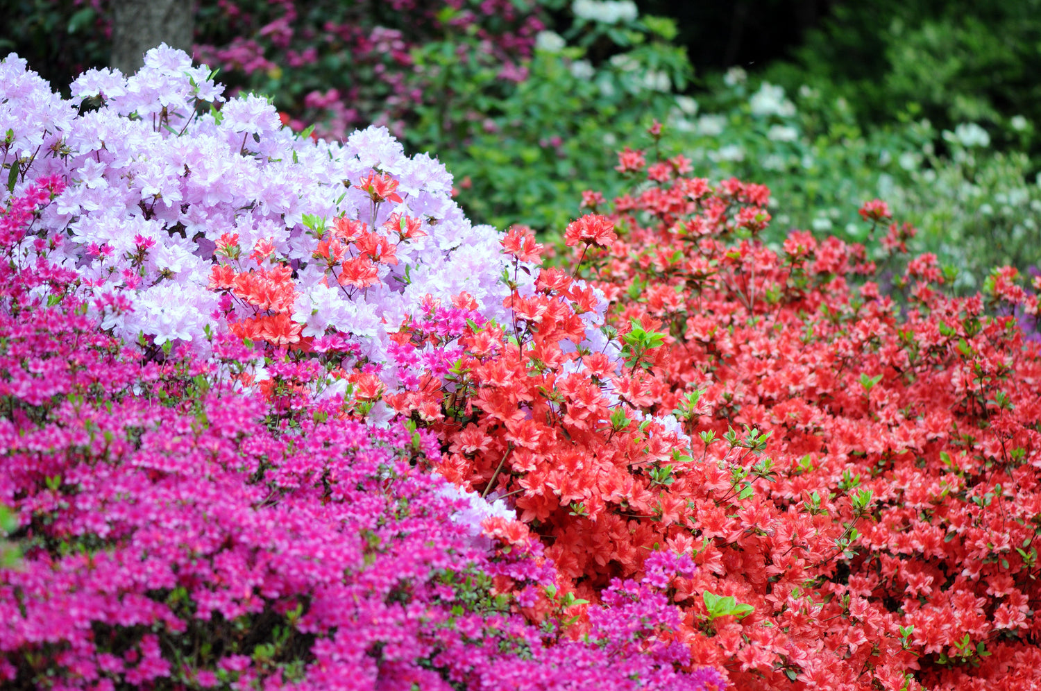 25 semillas de azaleas de rododendros de colores variados. Flores rojas, rosas, moradas y blancas. Arbusto de sombra.