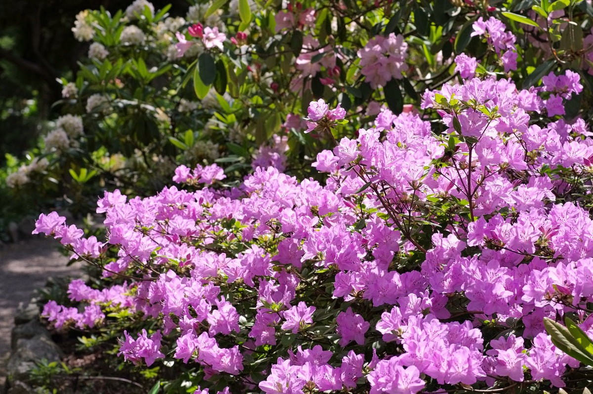 50 PINK ROYAL AZALEA Rhododendron Schlippenbachii Bush Shrub Flower Seeds