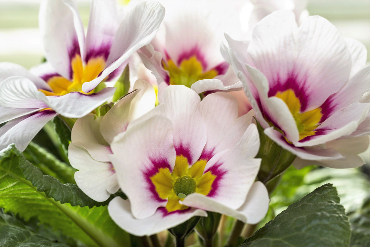 50 semillas de flores de primavera inglesa mixtas (Primula vulgaris acaulis), planta de interior de sombra
