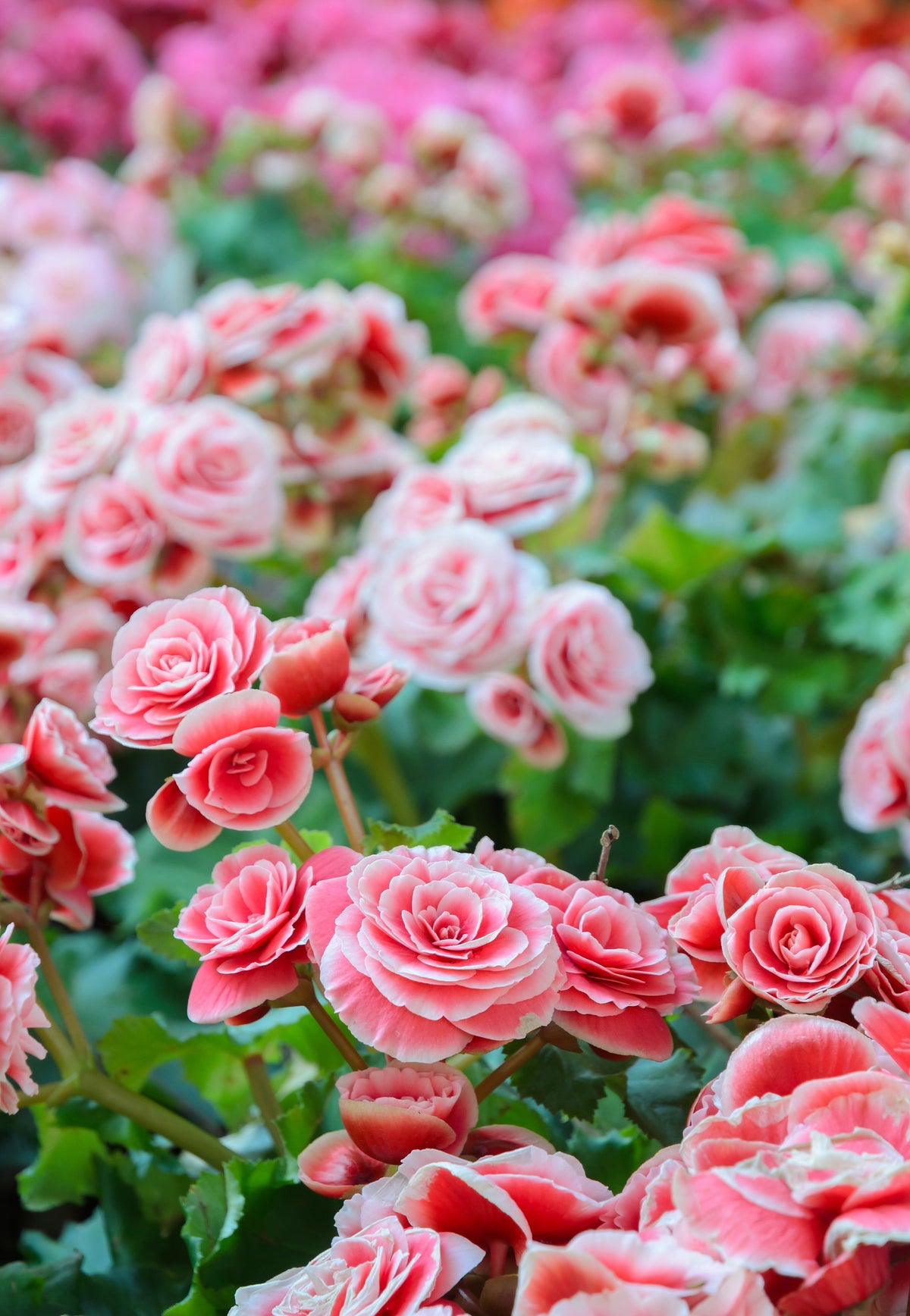 10 semillas de flores de begonia tuberosa doble mixta, color rojo, rosa, blanco, amarillo y naranja.