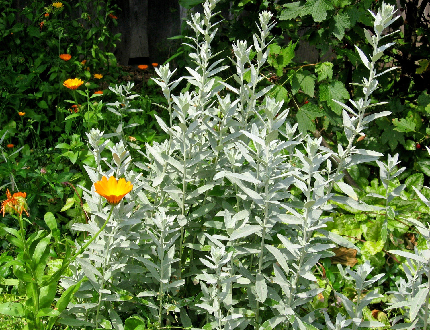200 semillas de flores de Artemisia Ludoviciana (ajenjo, artemisa con flecos, artemisa común)