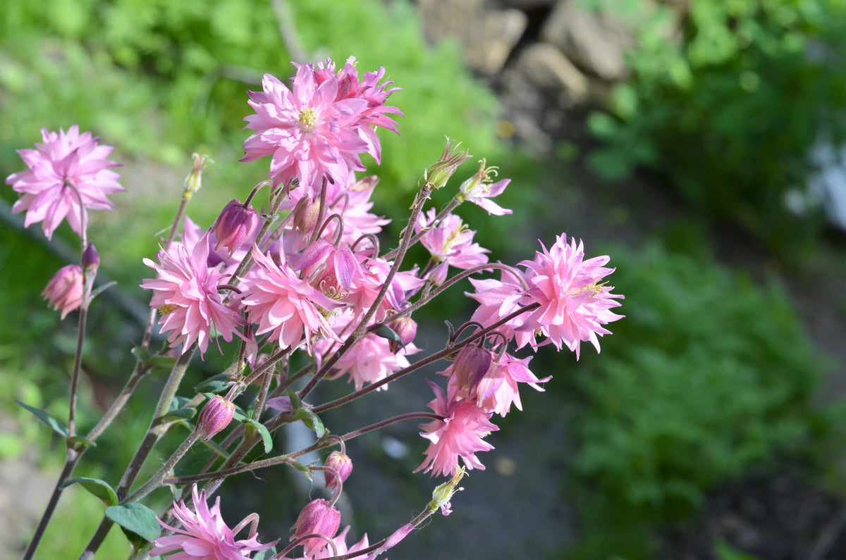 100 semillas de Aquilegia vulgaris, doble aguileña alta, colores mixtos: rojo, rosa, morado y blanco
