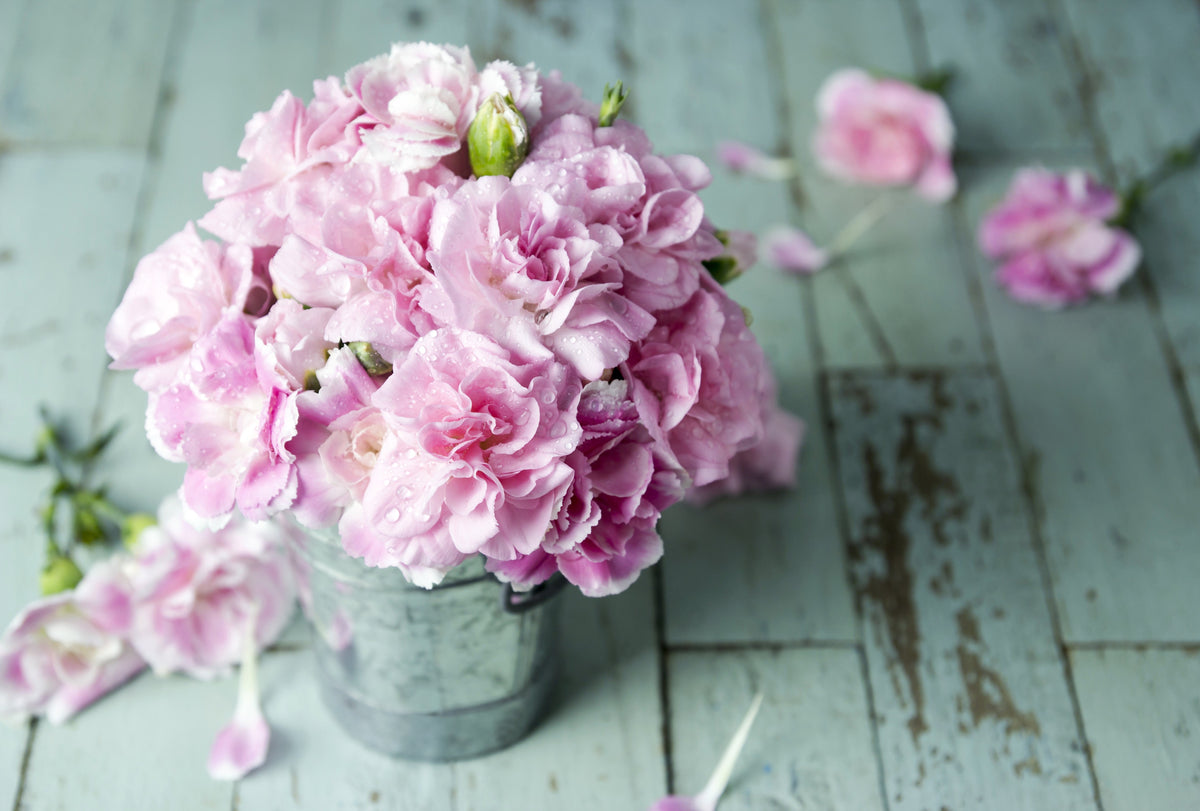 50 semillas de clavel rosa de La France Dianthus Caryophyllus Chabaud