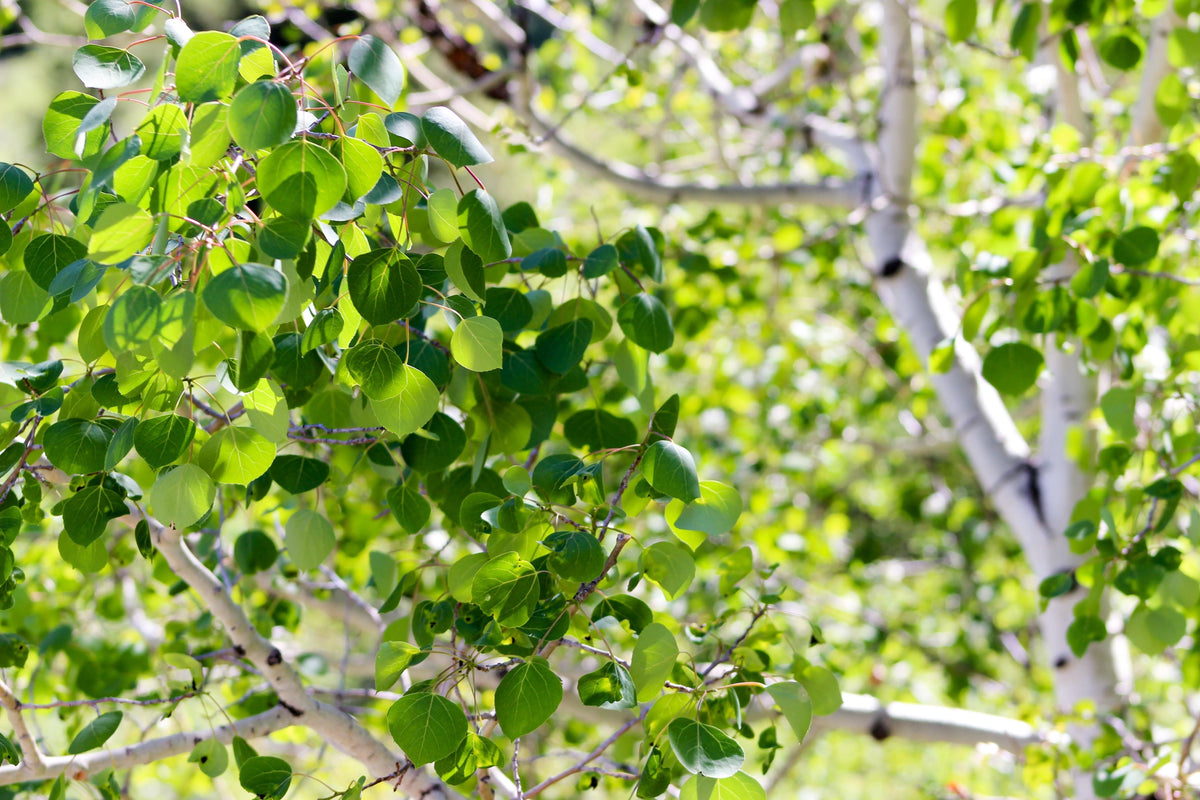 50 semillas de álamo temblón dorado Populus tremuloides, corteza blanca, amarillo, otoño, resistentes al frío