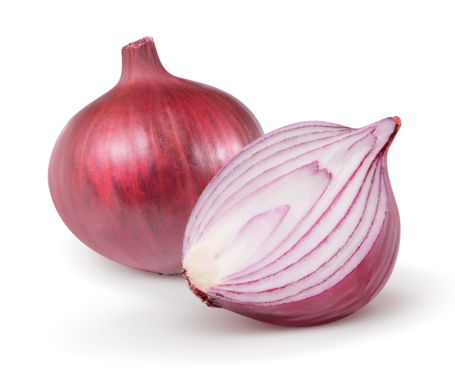 250 Cebolla roja borgoña Semillas de hortalizas Allium Cepa