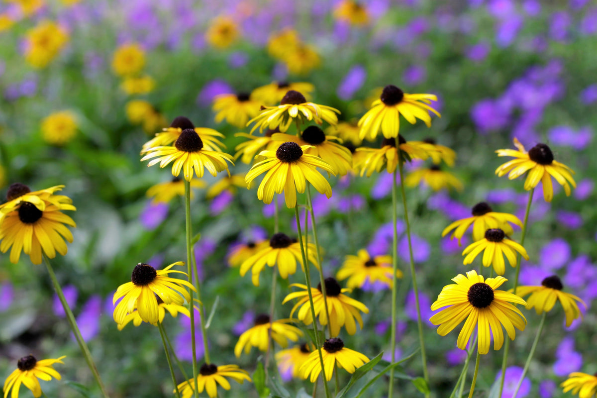 2000 BLACK EYED SUSAN Rudbeckia Hirta Semillas de flores nativas de reliquia amarilla