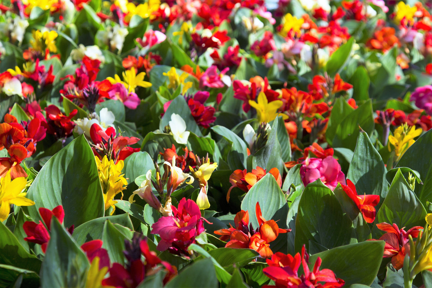 5 semillas de flores de colibrí rojo y amarillo de LIRIO CANNA MIXTO Generalis Mix Colors