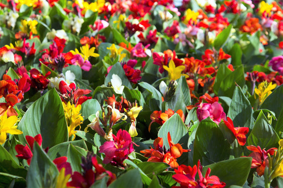 5 semillas de flores de colibrí rojo y amarillo de LIRIO CANNA MIXTO Generalis Mix Colors