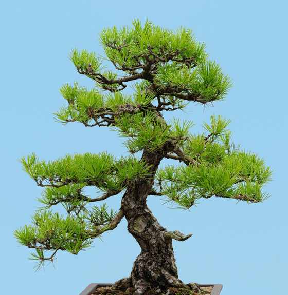 10 semillas de pino negro japonés (Pinus thunbergii) de hoja perenne