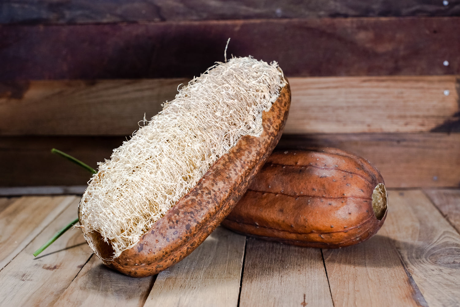 25 semillas de CALABAZA ESPONJOSA LUFFA (Esponja vegetal / Luffa suave / Esponja vegetal / Quimbombó trepador / Calabaza para trapo de cocina) Luffa Cylindrica