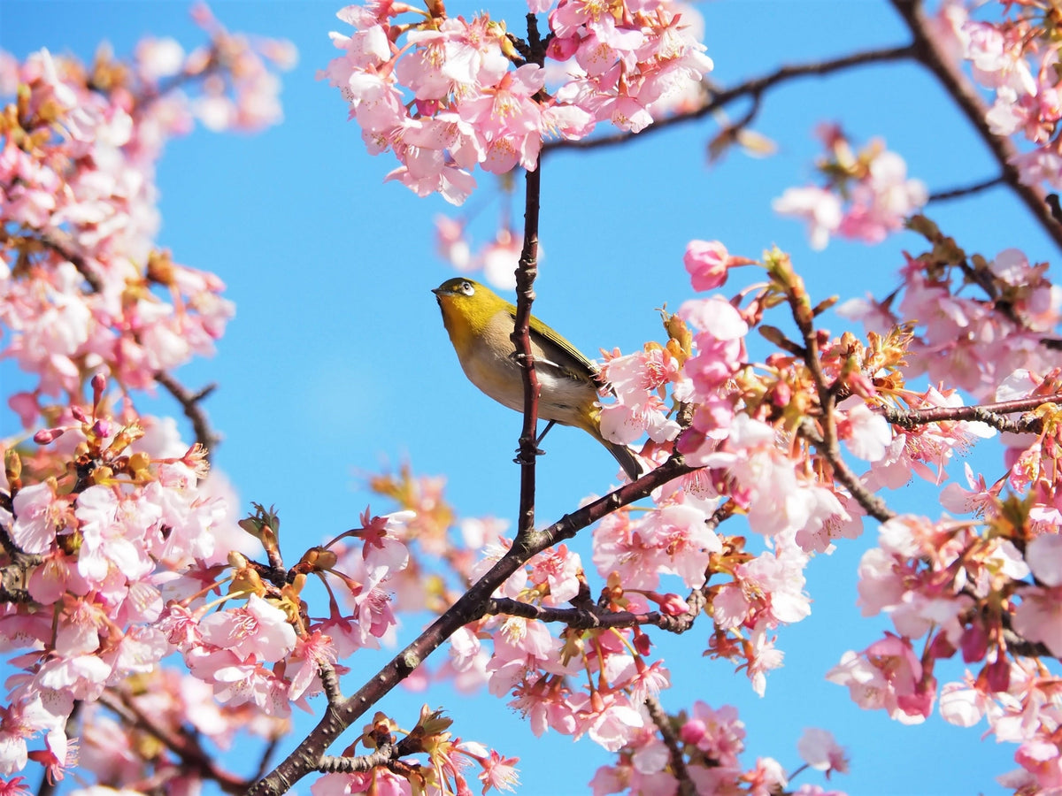 10 semillas de cerezo japonés de montaña (Prunus serrulata spontanea), árbol frutal rojo con flores rosas y blancas