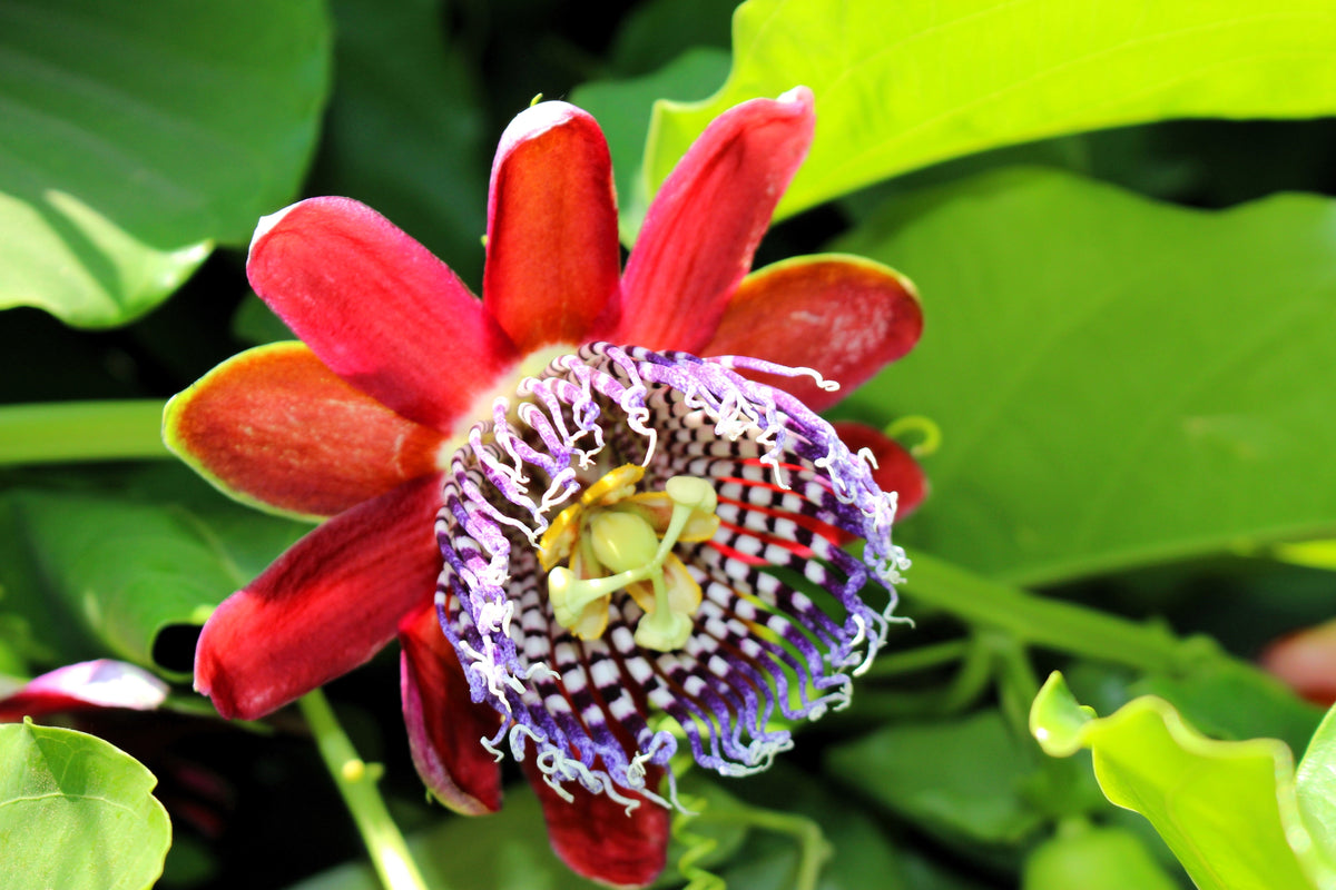 5 GRANADILLA GIGANTE Flor de la pasión roja Passiflora quadrangularis Semillas de vid de fruto amarillo
