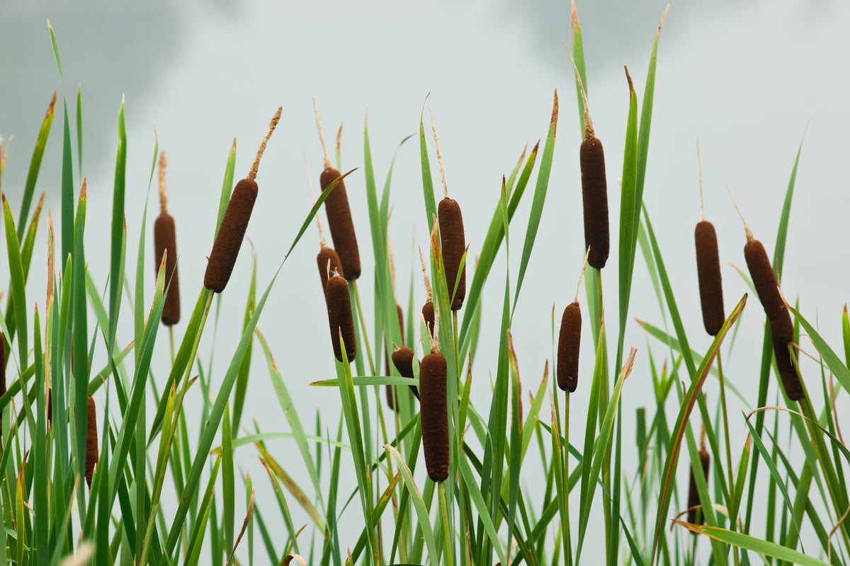 50 semillas de flores de cola de gato Typha Latifolia, hierba de estanque de agua