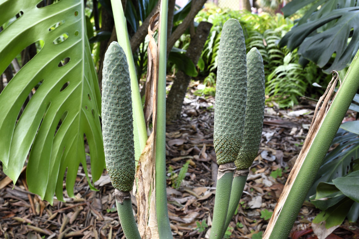 5 semillas orgánicas de filodendro de hoja dividida Monstera Deliciosa, planta de queso suizo