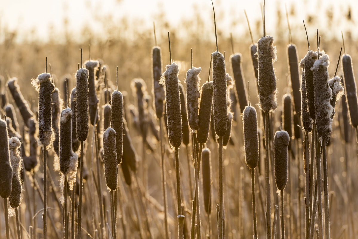 50 semillas de flores de cola de gato Typha Latifolia, hierba de estanque de agua