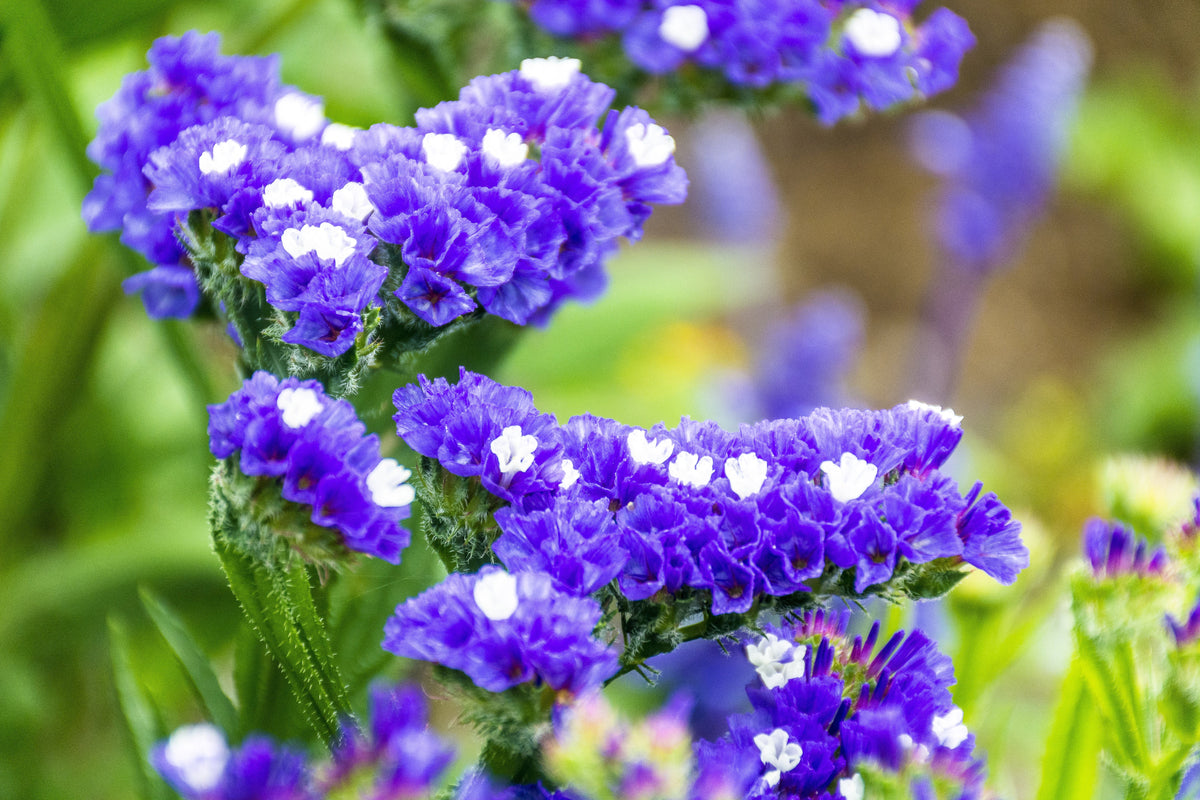 50 Pacific Mix STATICE SINUATA Mixed Colors (Sea Lavender) Limonium Latifolia Flower Seeds