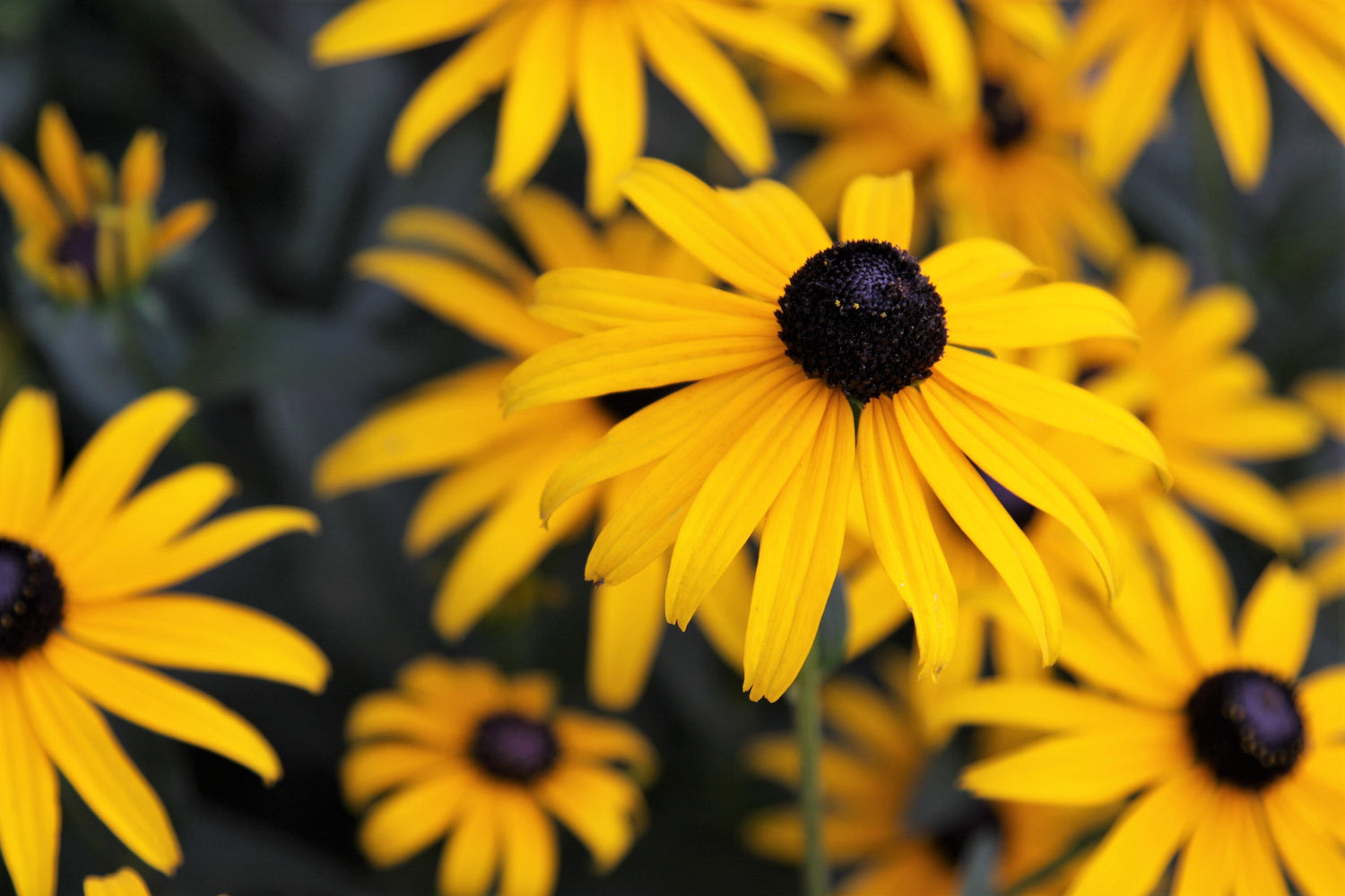 2000 BLACK EYED SUSAN Rudbeckia Hirta Semillas de flores nativas de reliquia amarilla