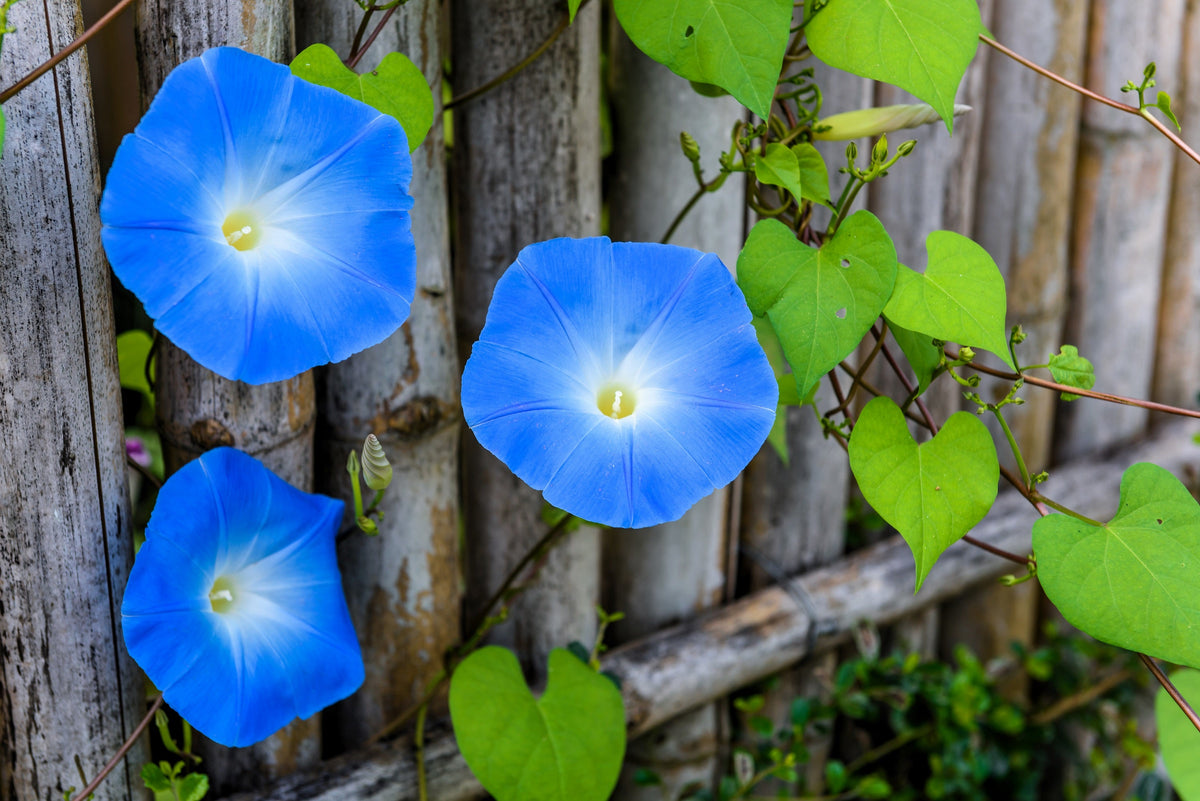 50 semillas de flores de vid Ipomoea tricolor de gloria de la mañana azul celestial