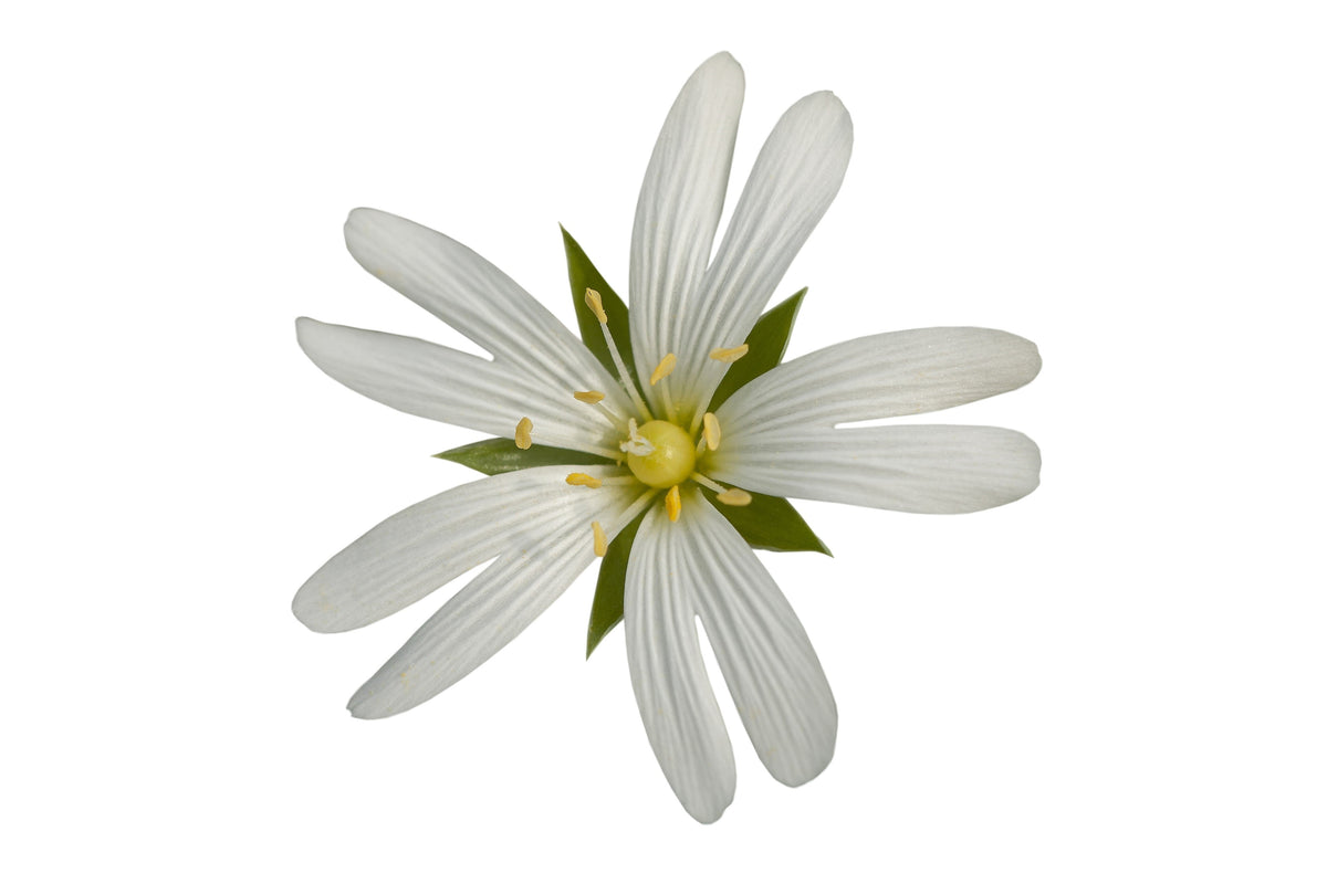 50 semillas orgánicas de pamplina, Stellaria Media, hierba estrellada, hierba de punto, hierba de flor blanca
