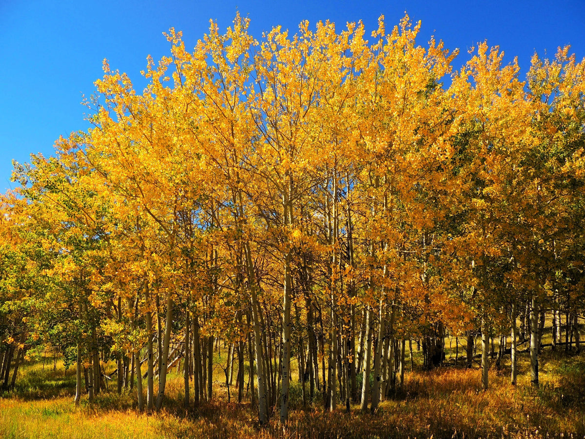 50 semillas de álamo temblón dorado Populus tremuloides, corteza blanca, amarillo, otoño, resistentes al frío
