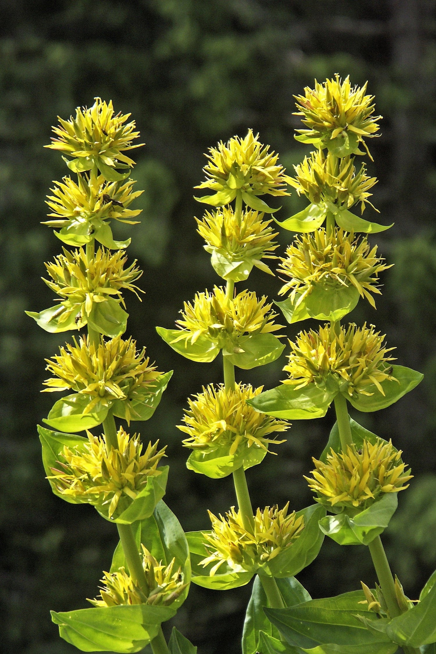 30 semillas de flores de hierba de GENCIANA AMARILLA (Gentiana Lutea)