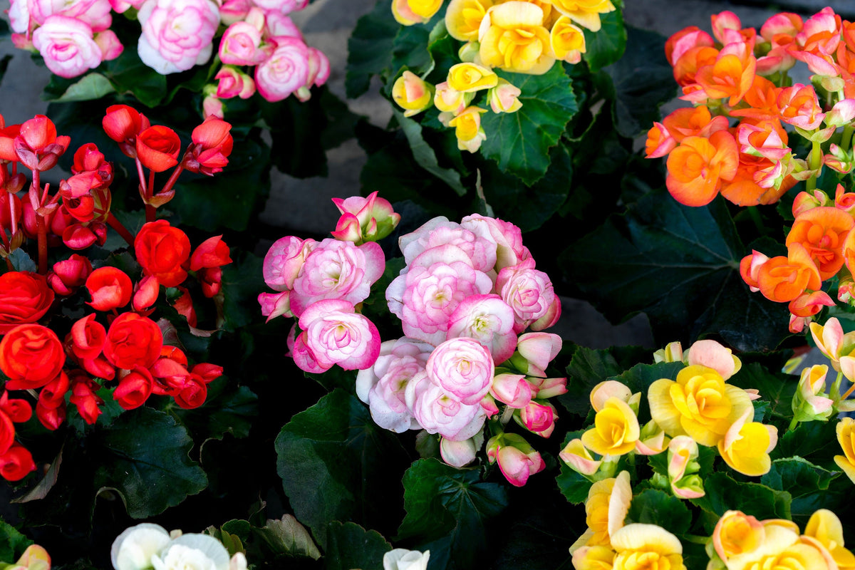 10 semillas de flores de begonia tuberosa doble mixta, color rojo, rosa, blanco, amarillo y naranja.
