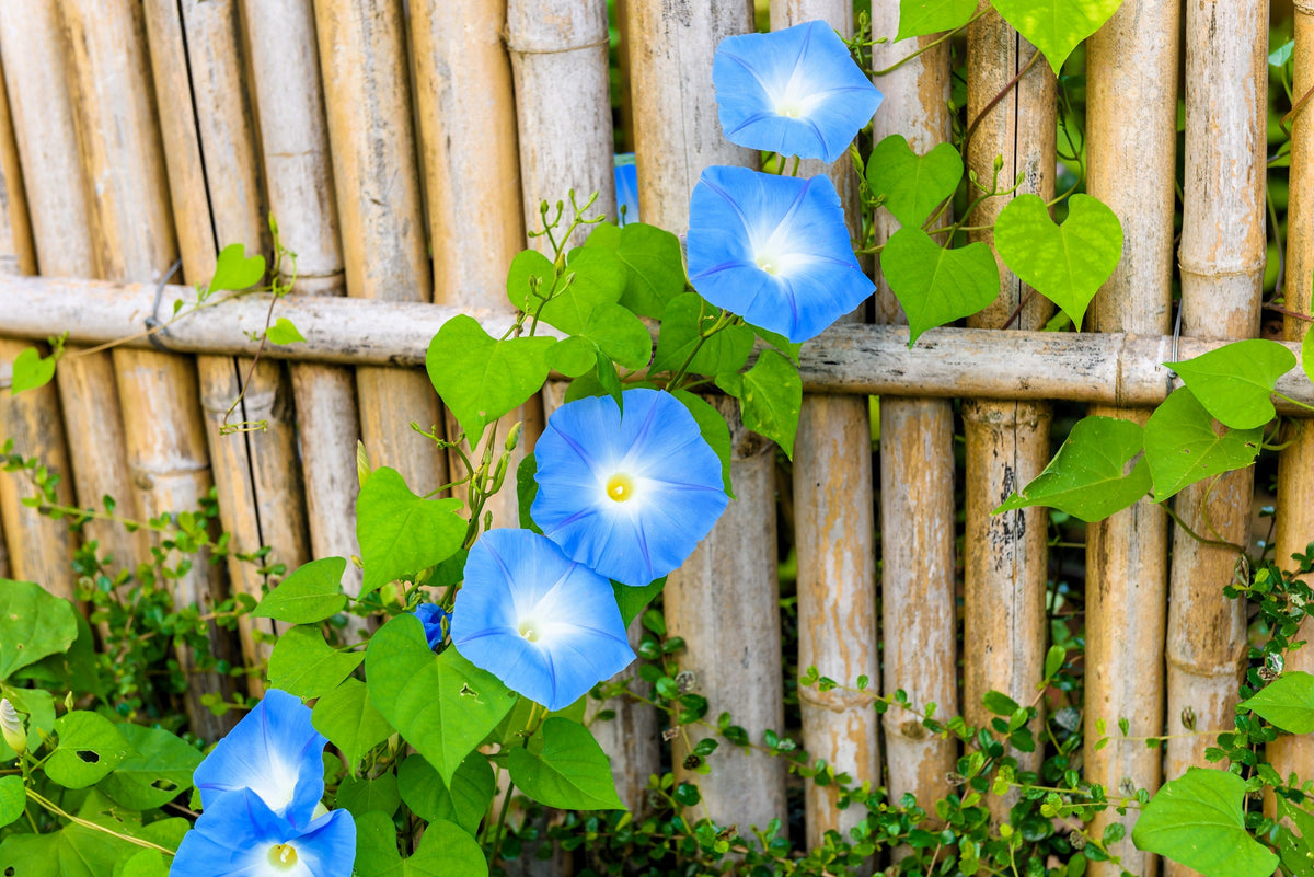50 semillas de flores de vid Ipomoea tricolor de gloria de la mañana azul celestial