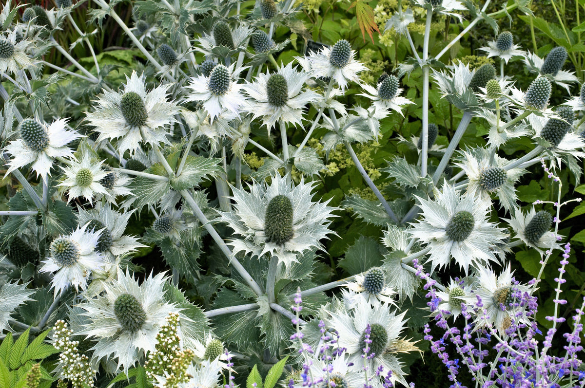10 Giant SILVER SEA HOLLY Eryngium Giganteum Miss Willmott's Ghost Flower Seeds