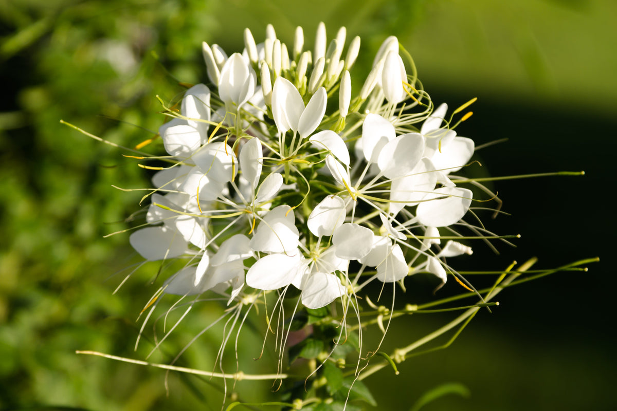 200 semillas de flores de Cleome Hassleriana, Cleome Spinosa, Cleome Reina Blanca (Flor Araña)