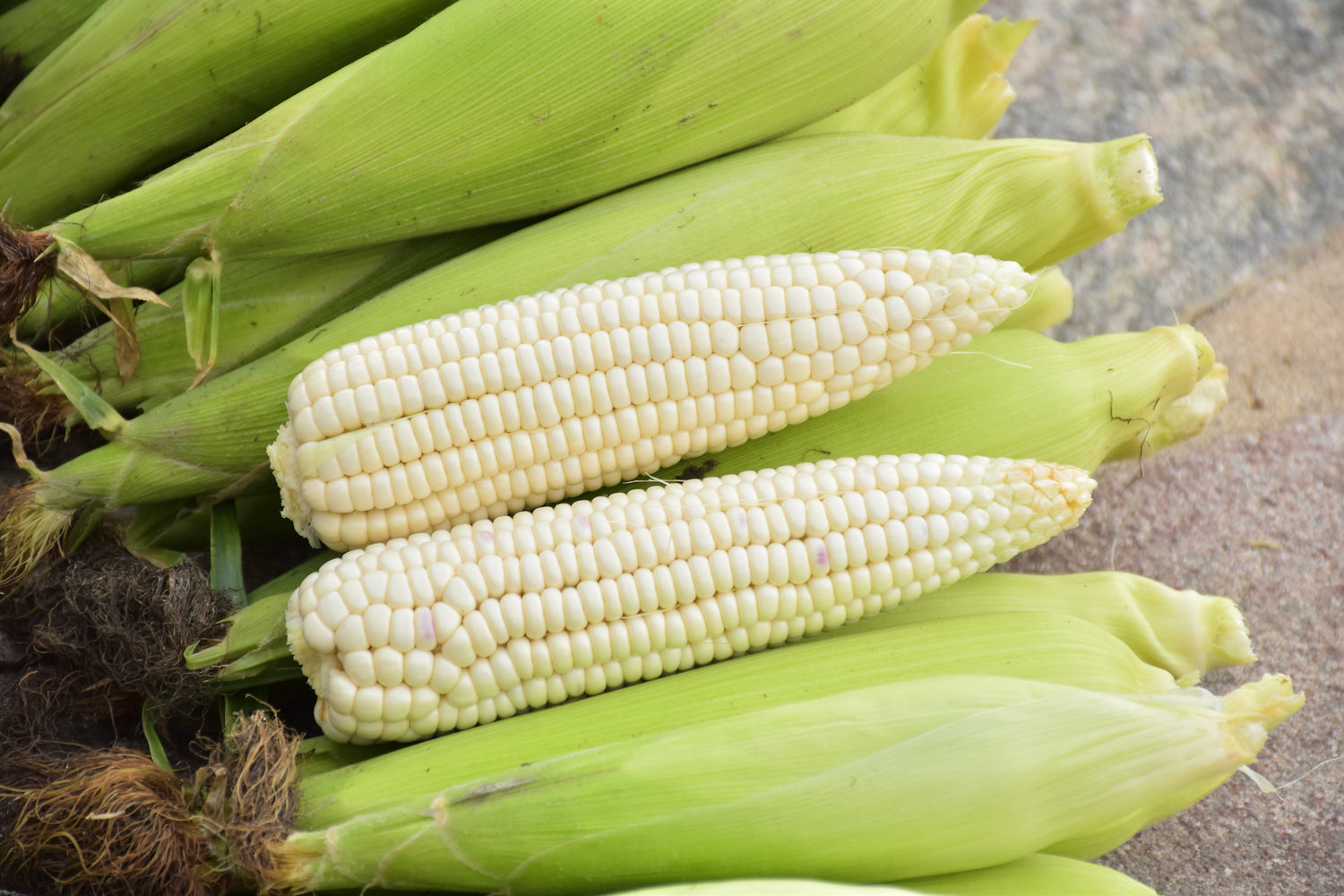 100 Country GENTLEMAN WHITE CORN Sweet Heirloom Zea Mays Semillas de hortalizas