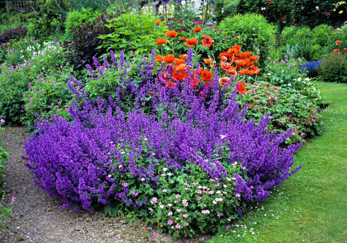 50 semillas de flores de hierba gatera azul Nepeta Mussinii