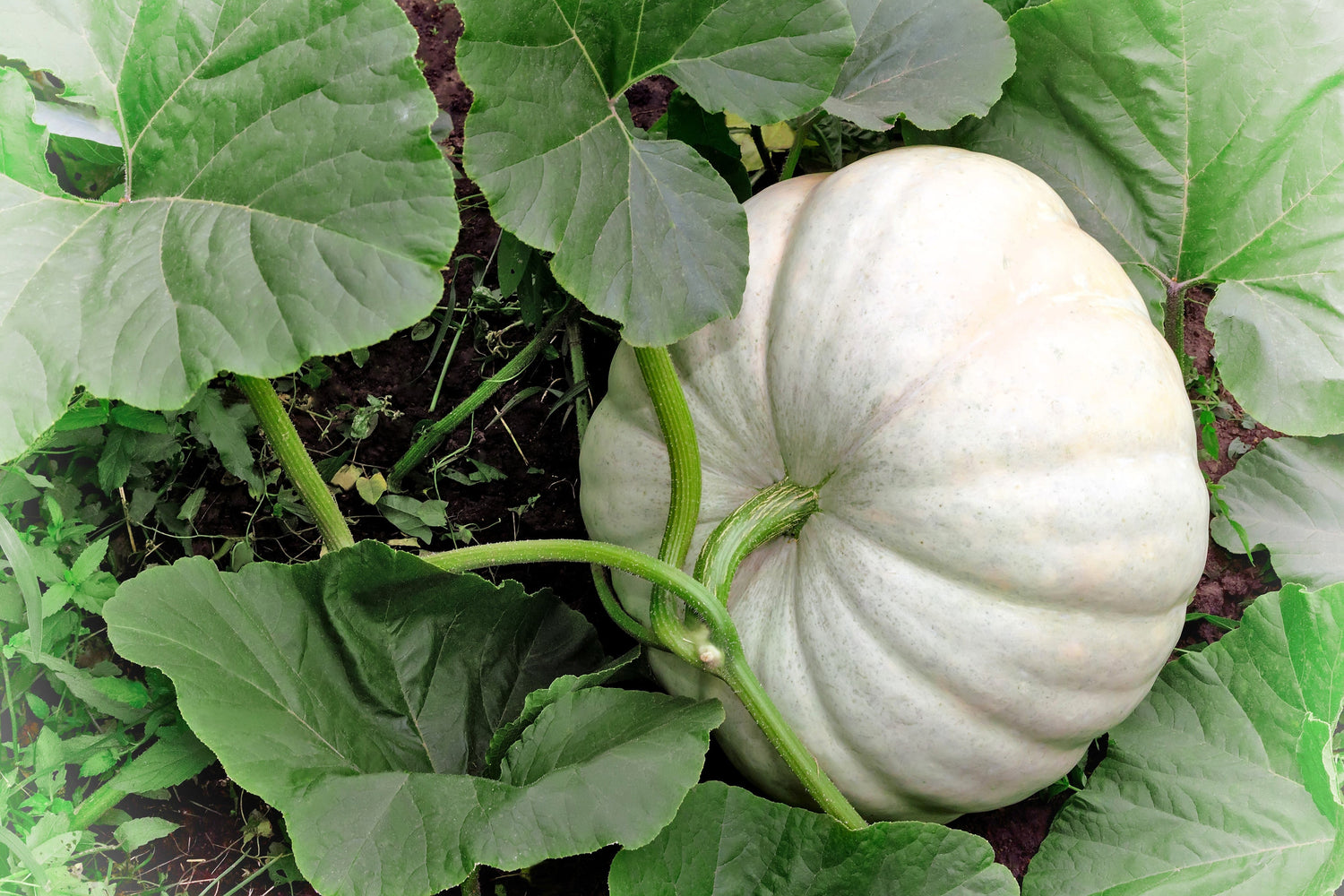 5 semillas de calabaza casper blanca de piel blanca y pulpa anaranjada Cucurbita Maxima
