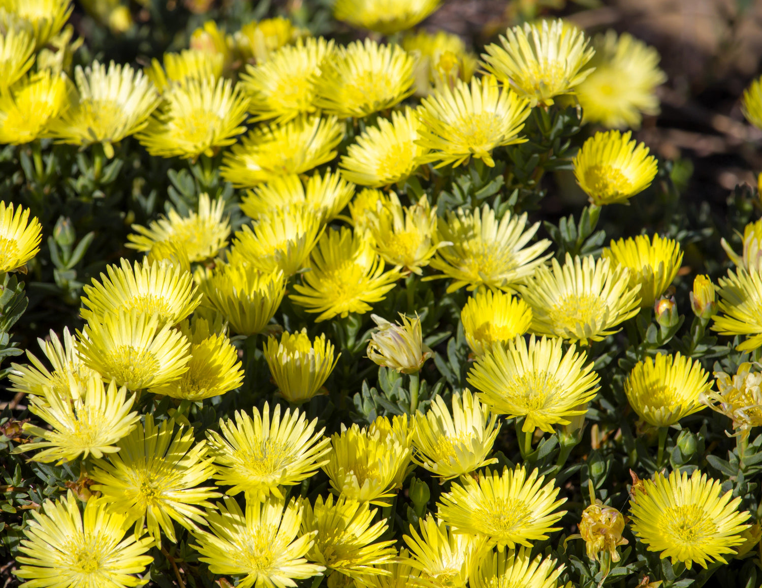 100 Gelato PLANTA DE HIELO AMARILLO Mesembryanthemum Daisy Livingstone Semillas de flores suculentas