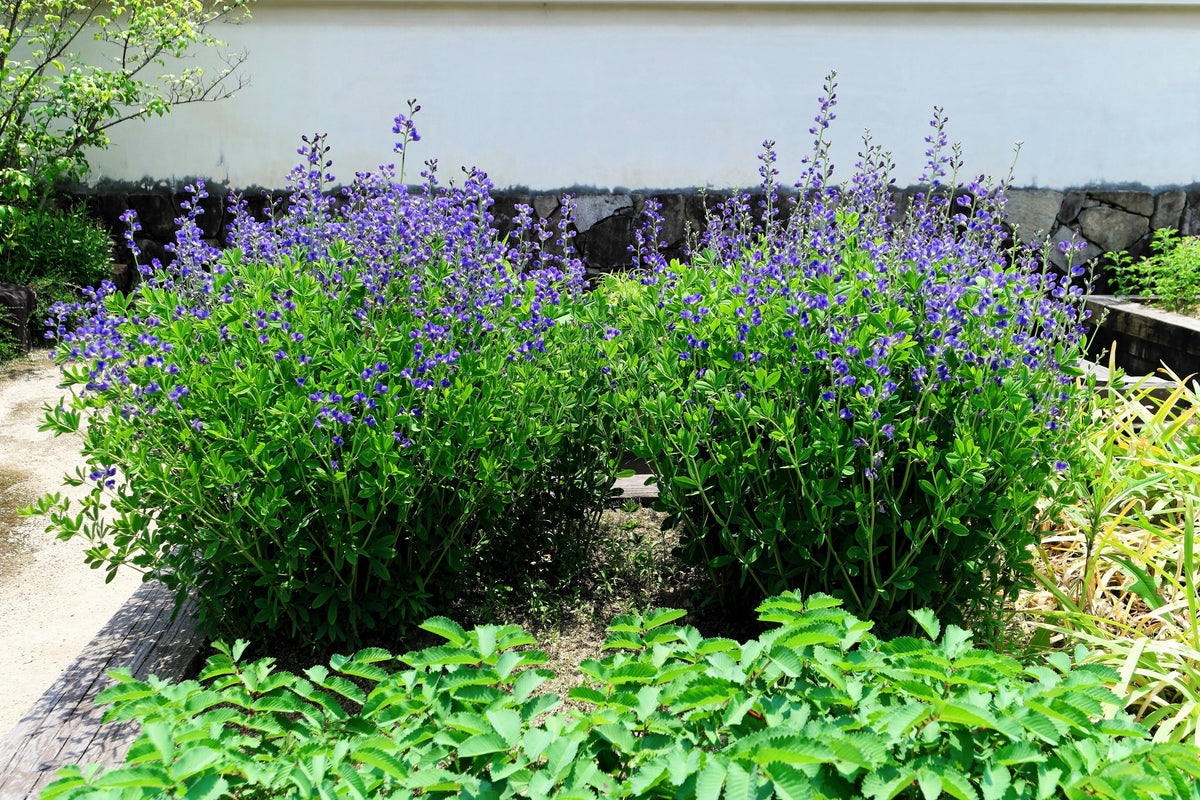 50 Semillas de flores BLUE WILD INDIGO (False Indigo) Baptisia Australis