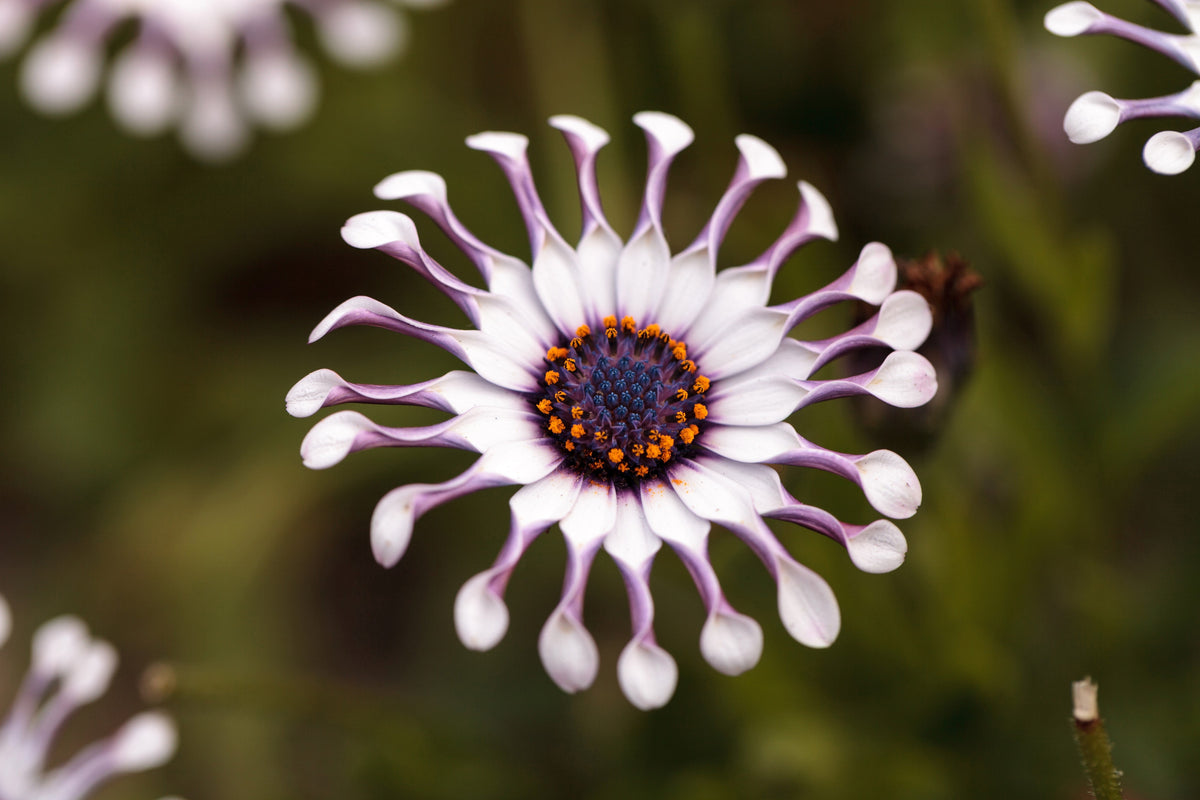 5 semillas de flores de margarita africana del Cabo (OSTEOSPERMUM Fruticosum Pinwheel)