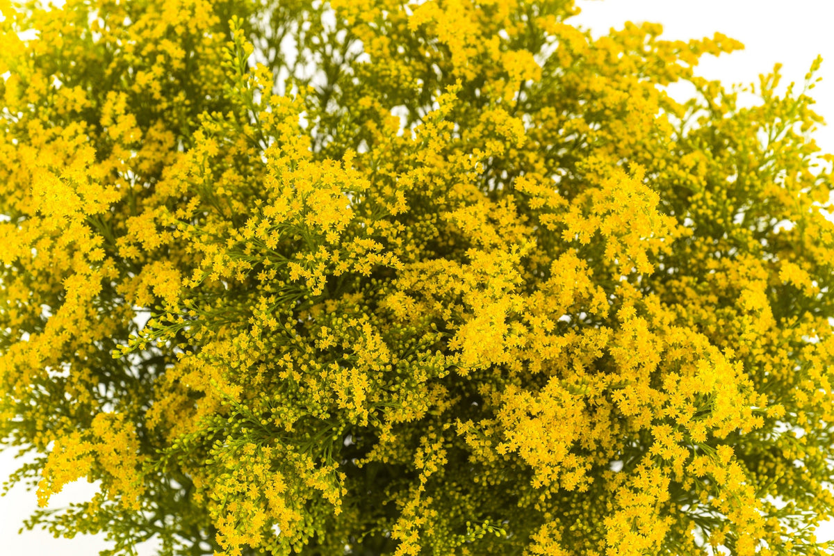 10 semillas de flores amarillas del árbol de la lluvia dorada Koelreuteria paniculata