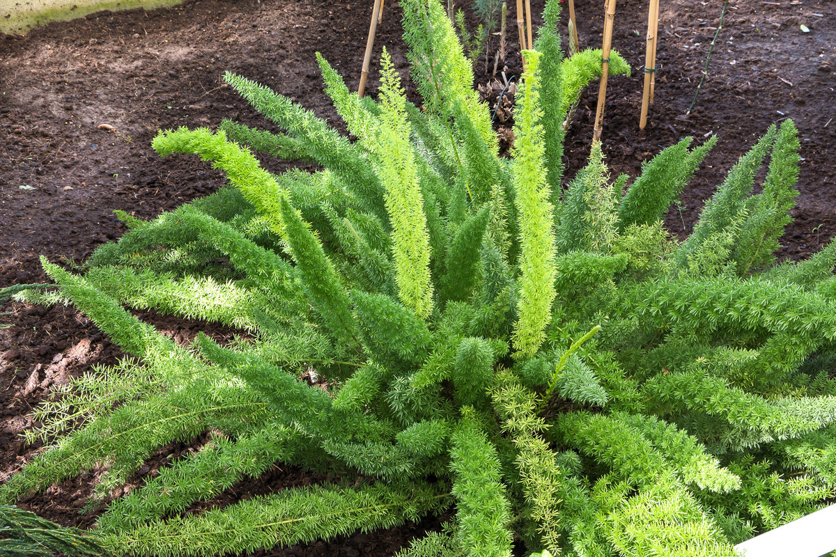 10 semillas de helecho espárrago esmeralda (A. Densiflorus Mazeppa), planta de interior