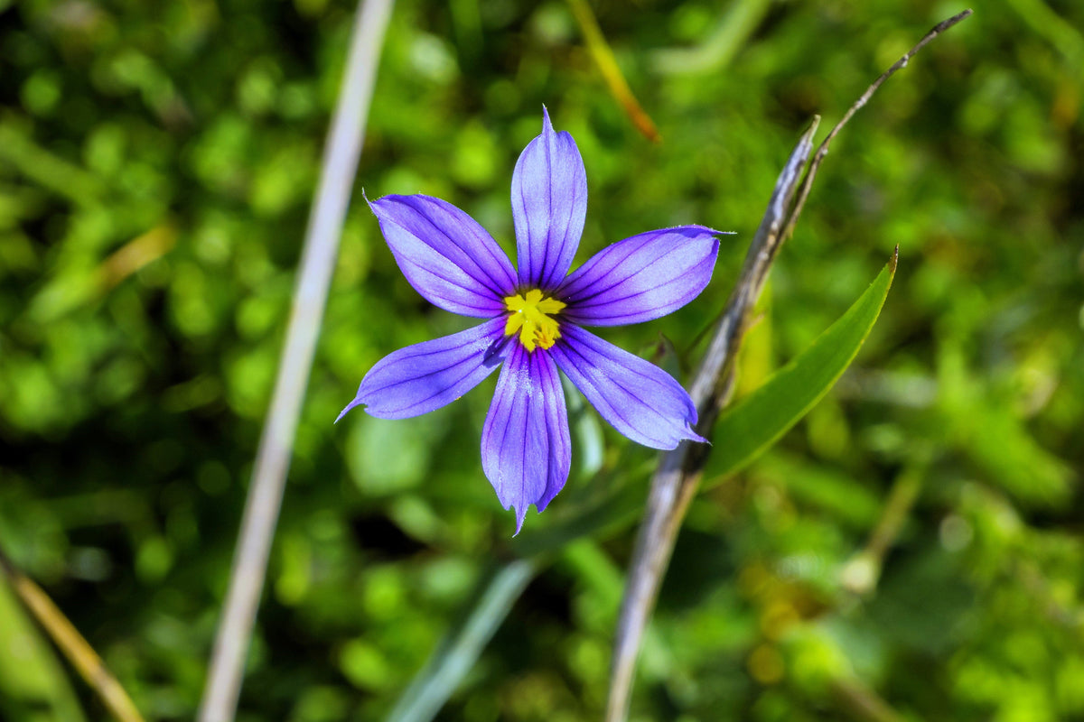200 semillas de flores de Sisyrinchium Bellum (hierba de ojos azules, occidental o californiana)