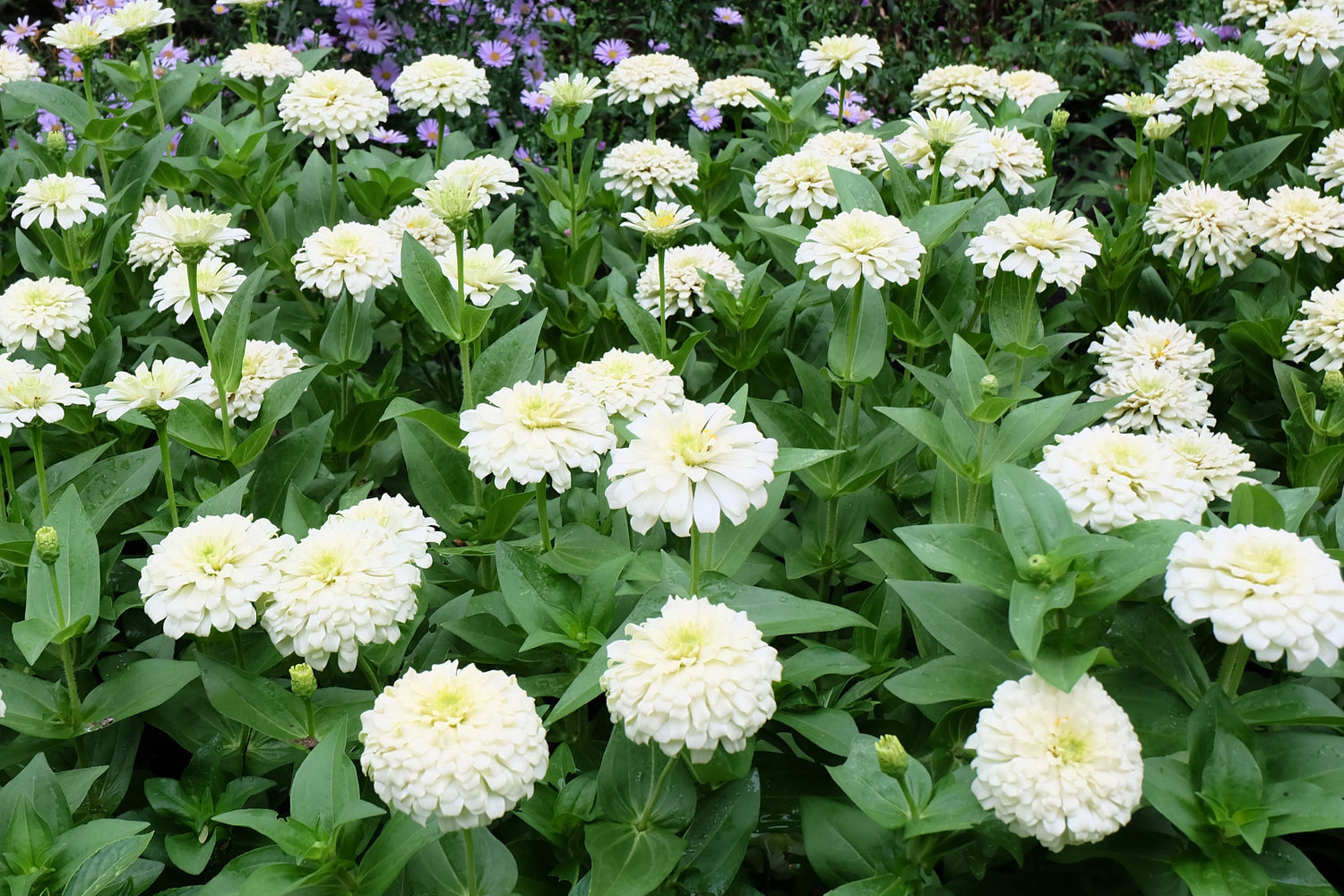 250 semillas de flores de zinnia elegans de oso polar blanco
