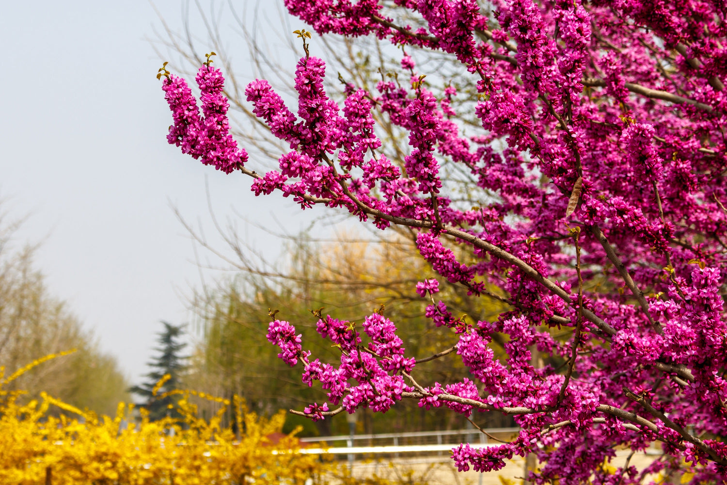 40 semillas de ciclamor chino (Cercis chinensis), arbusto, árbol pequeño, flor rosa y morada.